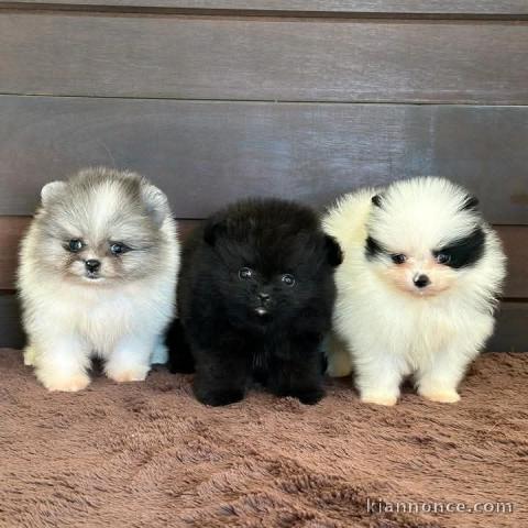 adorable chiot spitz nain disponible pour adoption 