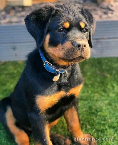 je donne chiot rottweiler disponible 