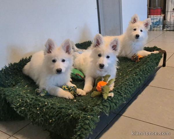bébé chiot berger blanc suisse adoption 