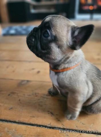 je donne chiot bouledogue français 
