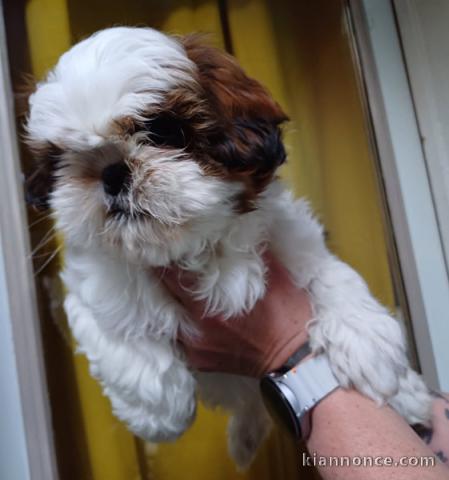 chiot Shih Tzu a donner 