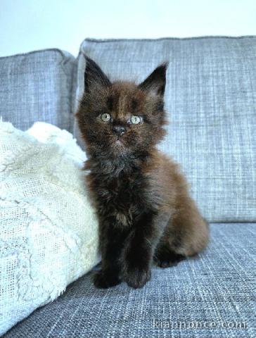 Chaton maine coon disponible 