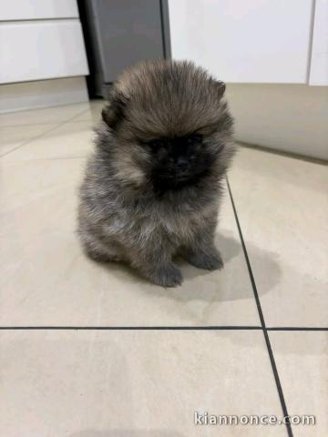 chiot spitz allemand disponible pour bonne maman 