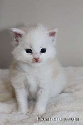 je donne mon chaton maine coon 