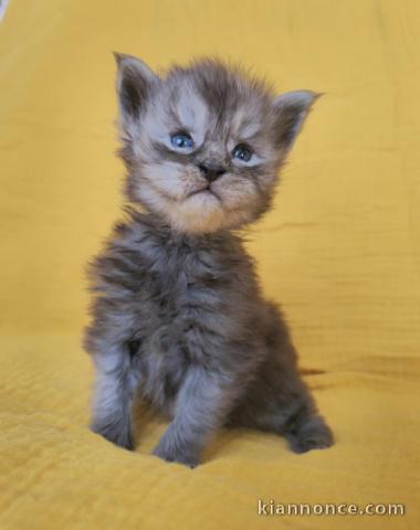 je donne chaton Maine coon disponible 