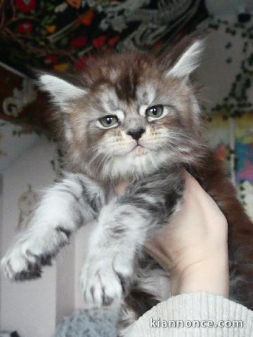 chaton maine coon a placer 
