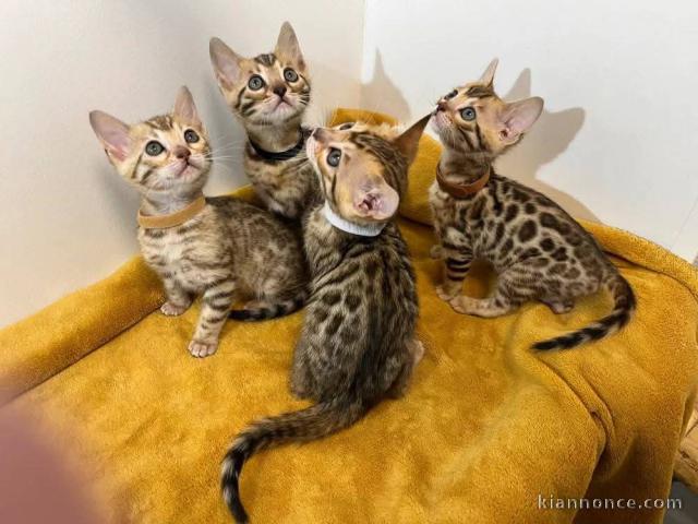 adoption chaton Bengal disponible 