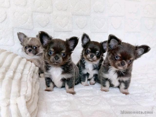portée des chiot chihuahua disponible 