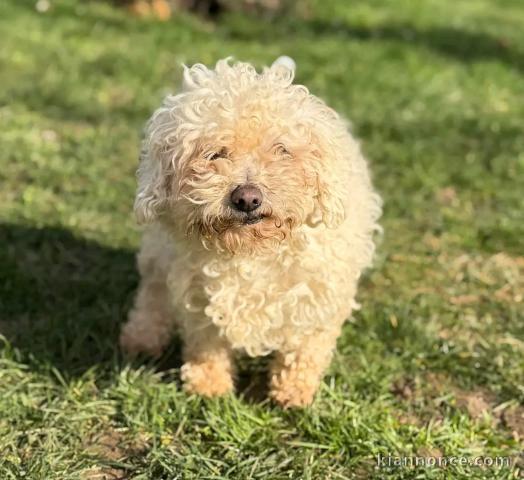 adoption chiot bichon disponible