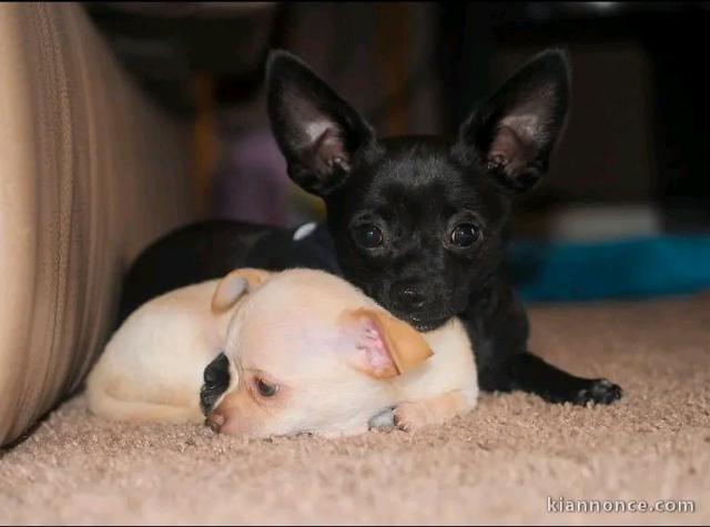 chiot chihuahua disponible 