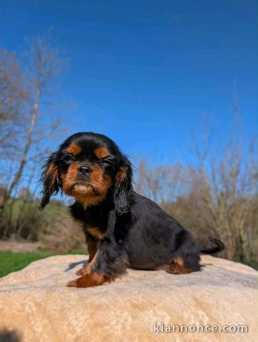 chiot cavalier king charle magnifique 