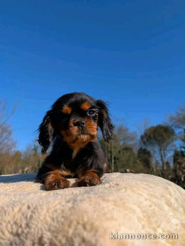 chiot cavalier king charle femelle à donner 
