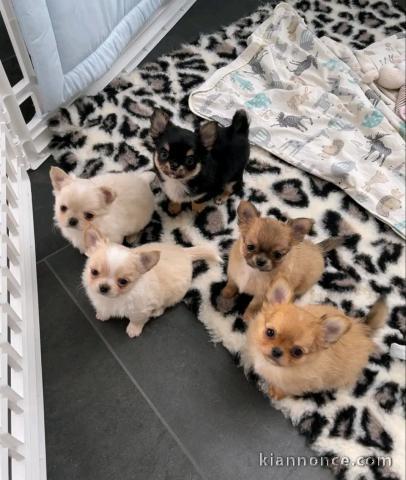 Dons bébé chiot chihuahua femelle et mâle 
