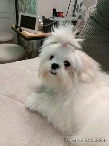 adoption chiot bichon frisé 