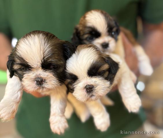 Dons chiot type Shih Tzu 