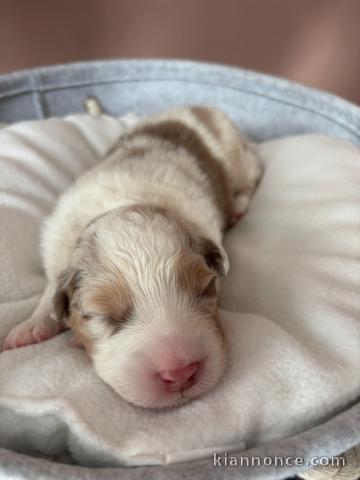 chiot berger australien disponible 