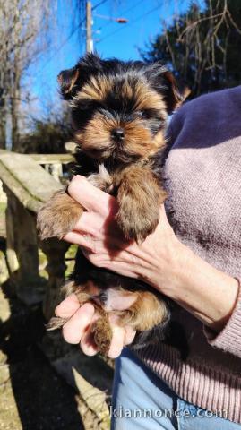 chiot Yorkshire terrier à adopter 