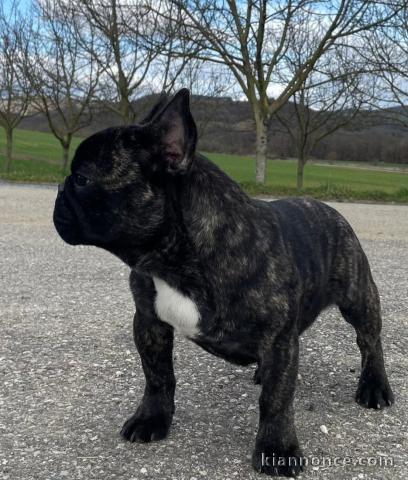 chiot type bouledogue français à placer 