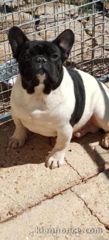 Dons bébé chiot bouledogue français 