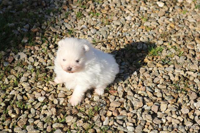 adorable chiot spitz nain 