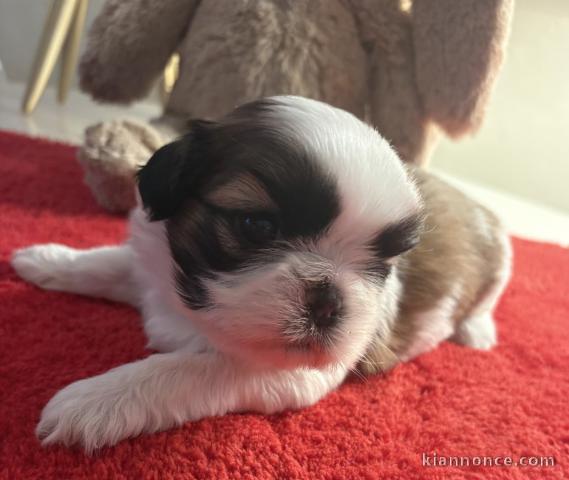 je donne chiot Shih Tzu lof 