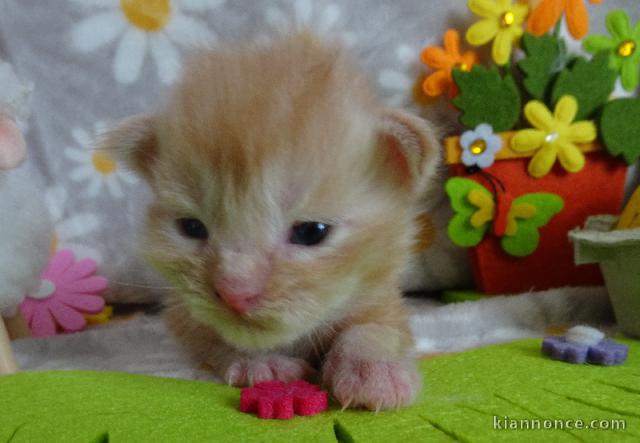 chaton maine coon disponible 