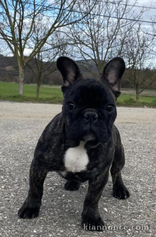 magnifique chiot bouledogue français disponible 