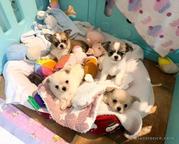 chiot chihuahua disponible 