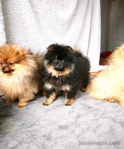 je donne chiot Spitz allemand disponible 