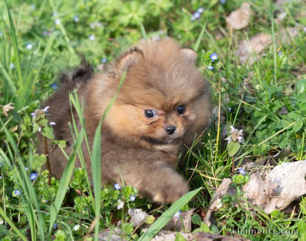 chiot spitz allemand disponible 