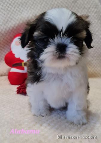 je donne chiot Shih Tzu lof 
