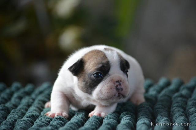 je donne chiot bouledogue français disponible 