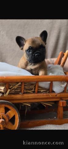 chiot bouledogue français disponible 