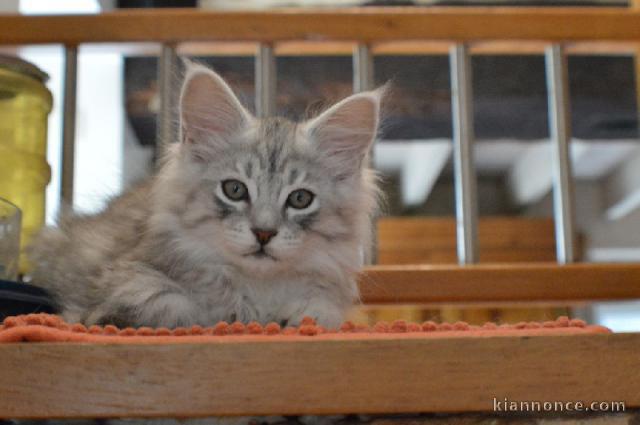 chaton maine coon mâle a donner 