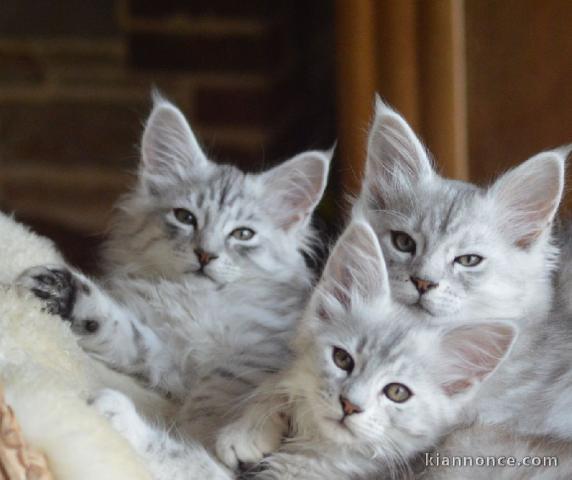 Dons bébé chaton maine coon disponible 