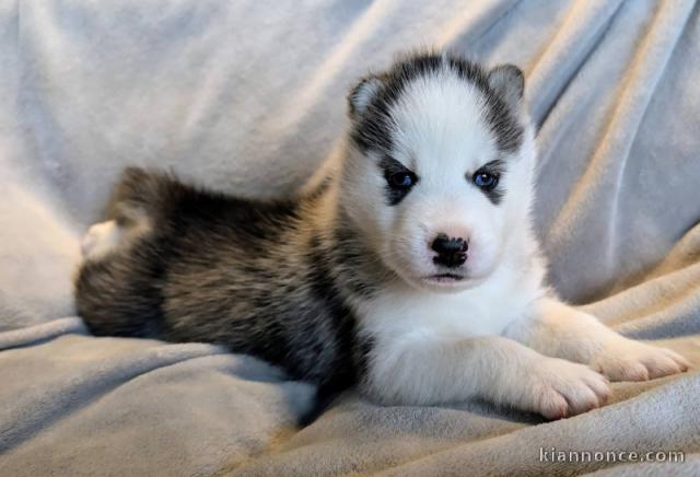 bébé chiot husky sibérien adorable 