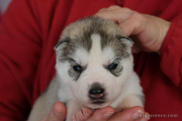 chiot husky sibérien à donner 