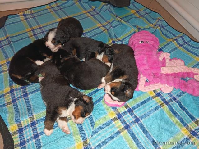 chiot bouvier bernois a donner 