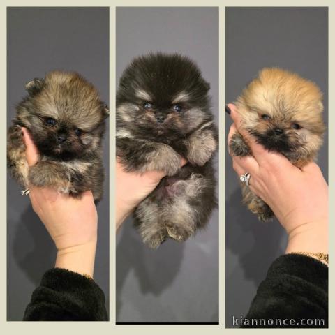 chiot type spitz allemand disponible 