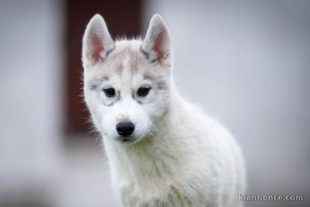 chiot husky sibérien adorable 