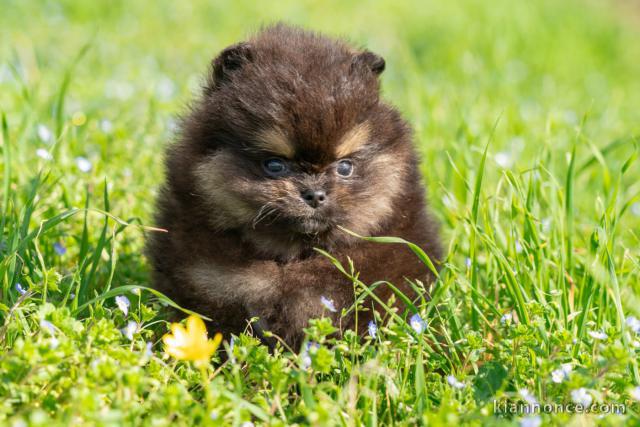 chiot type spitz allemand disponible 