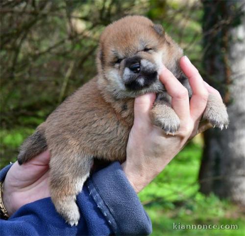chiot Shiba inu disponible pour adoption 
