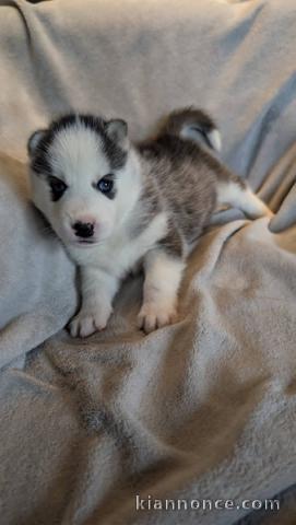 Je donne chiot husky sibérien mâle 