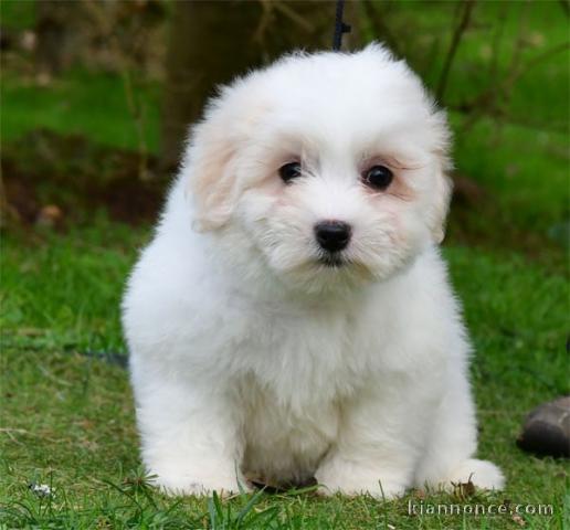 Chiot coton de Tuléar a donner 