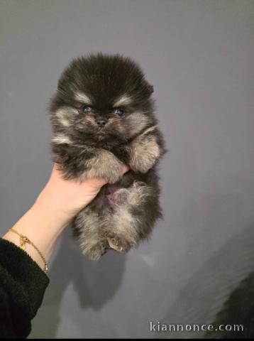 Je donne chiot spitz allemand disponible 
