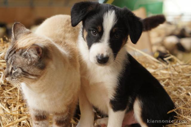 chiot border collier a donner 