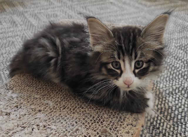 bébé chaton norvégien a donner deux 