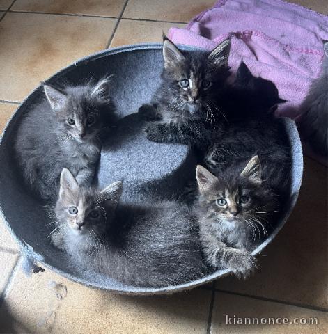 adorable chaton Maine coon disponible 