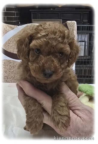 je donne chiot caniche disponible 