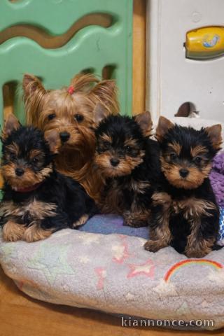 portée des chiots Yorkshire terrier 